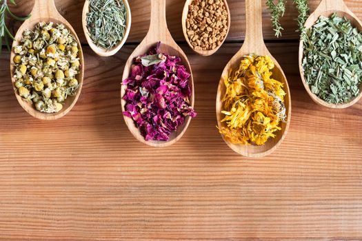 Dried herbs on spoons on a wooden background with copy space - chamomile, horsetail, rose petals, fenugreek seeds, calendula, plantain