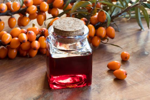 Sea buckthorn oil in a glass jar with sea buckthorn berries and leaves in the background