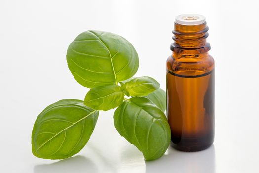 A bottle of basil essential oil with fresh basil leaves