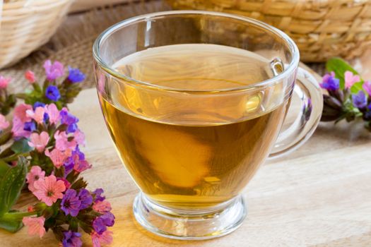 A glass cup of lungwort (pulmonaria) tea with fresh lungwort flowers