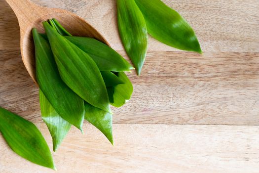 Young wild garlic (Allium ursinum) leaves on a wooden spoon with copy space