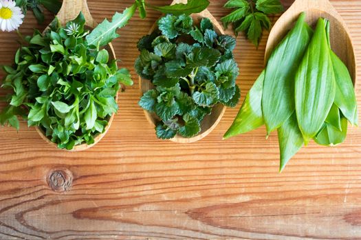 Fresh wild edible spring herbs on three wooden spoons: chickweed, ground-ivy, wild garlic, daisy, dandelion, ground elder