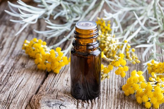A bottle of essential oil with fresh blooming helichrysum italicum plant
