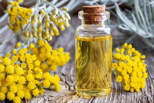 A bottle of essential oil with fresh blooming helichrysum italicum plant