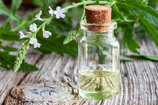 A bottle of common vervain essential oil with fresh blooming verbena officinalis plant
