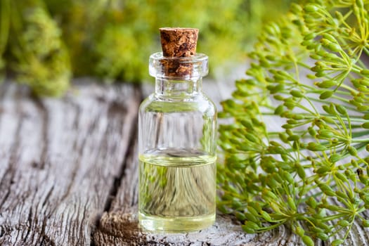 A bottle of dill seed oil with fresh blooming Anethum graveolens twigs