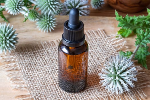 A bottle of glandular globe-thistle tincture with fresh blooming Echinops sphaerocephalus plant