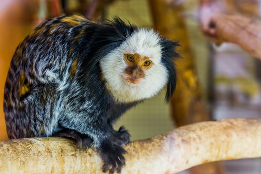 closeup of a white headed marmoset, a tropical monkey from brazil, popular exotic pets