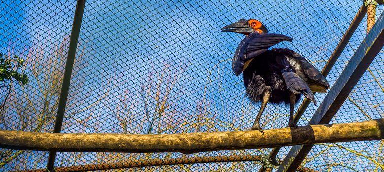 southern ground hornbill standing on a branch, beautiful tropical bird from Africa, Threatened bird with vulnerable status