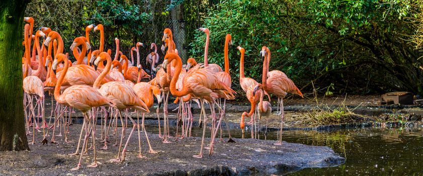 big group of american flamingos standing on the water coast, tropical and colorful birds from the galapagos islands