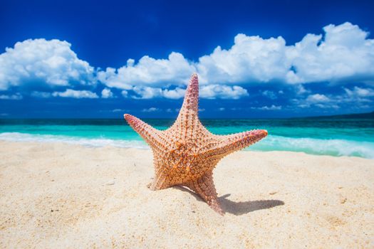 Tropical beach with starfish in white sand
