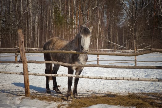 beautiful horse on a background of a winter landscape