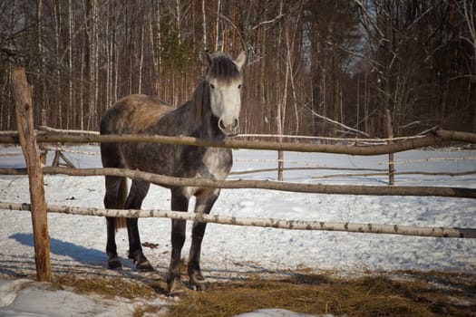 beautiful horse on a background of a winter landscape