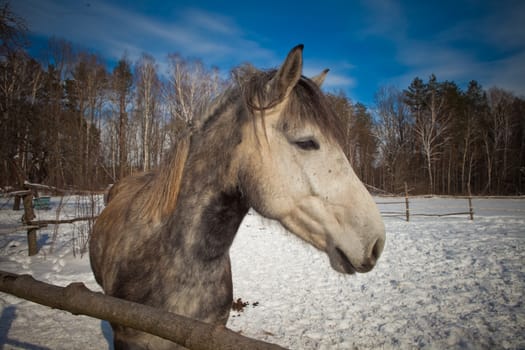 beautiful horse on a background of a winter landscape
