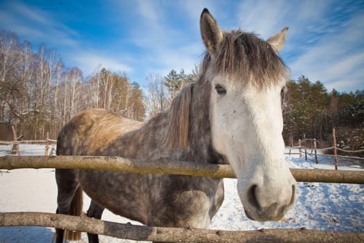 beautiful horse on a background of a winter landscape