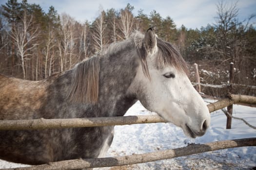 beautiful horse on a background of a winter landscape