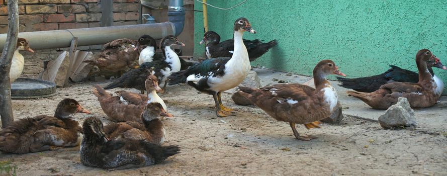 Flock of young ducks having fun in backyard