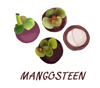 Whole and half hand drawn watercolor painting illustration isolated on white background. Tropical fruit - fresh purple mangosteen. 