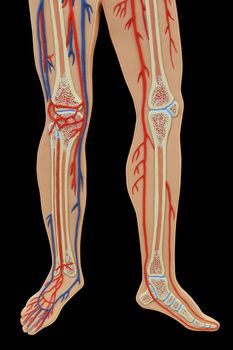 Plastic study model of leg isolated on black background an often used tool for medical study, clipping path.