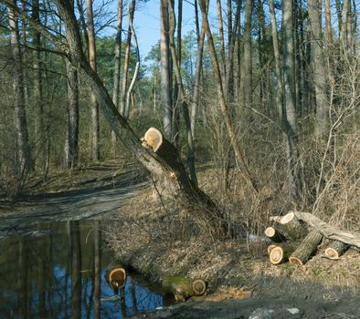 Early spring in the forest, trees, puddle and blue sky