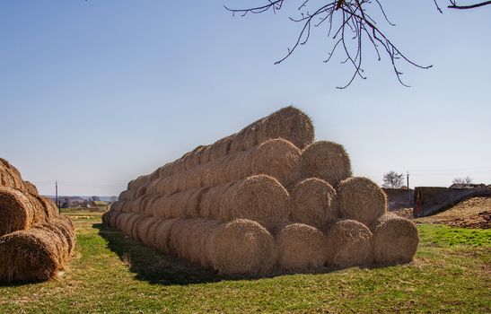 Yellow straw packed in coils, blue sky on background