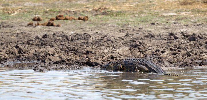 Crocodile in Botswana, resting at the side of a small lake
