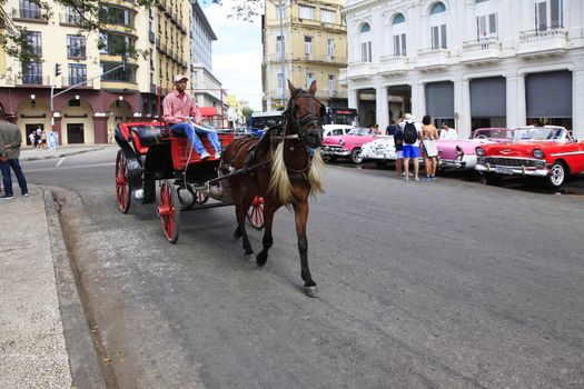 Havana, Cuba - January 10, 2019: Cuban man runs a horse and carriage on the streets of Havana. Cuba
