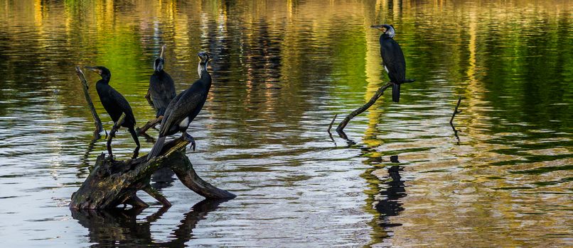 family of cormorants sitting on branches above the water