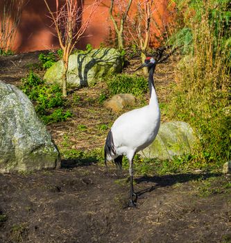 portrait of a red crowned crane standing at the water shore, Endangered bird specie from Asia