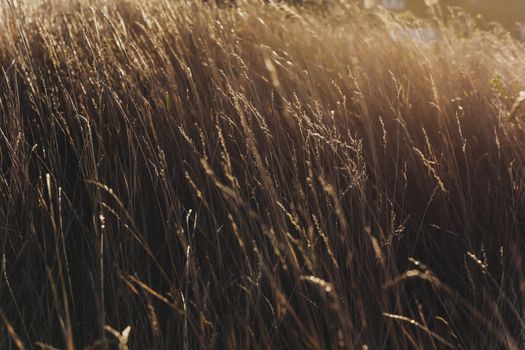 golden field weeds spikes at sunrise sunset sun glare