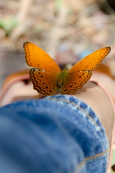 Butterfly on leg in the garden