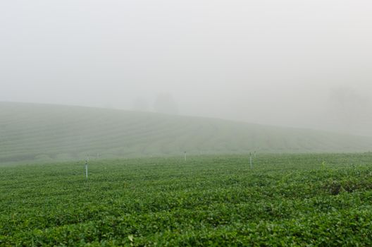 Tea Plantation with fog in Thailand