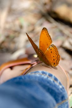 Butterfly on leg in the garden