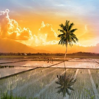 single palm tree in a paddy field on the Philippine island of mondoro