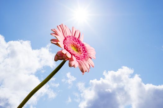 single pink gerbera flower upright against the sunny sky