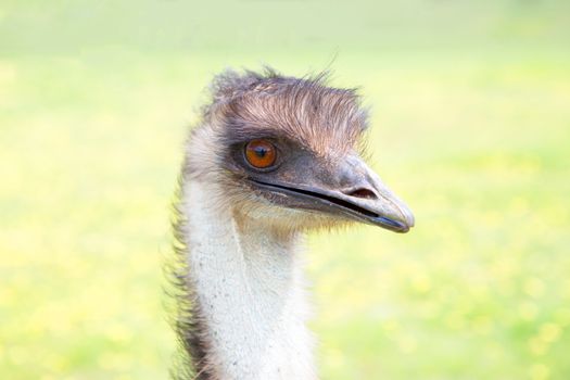 Australian emu a flightless bird and largest bird in Australia.  Dromaius novaehollandiae