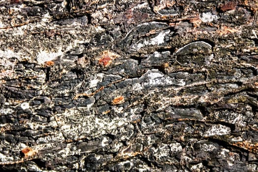 Old bark pattern, white color, background