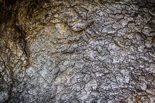 Old bark pattern, white color, background