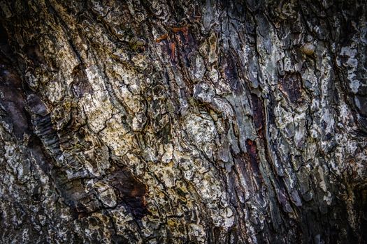 Old bark pattern, white color, background