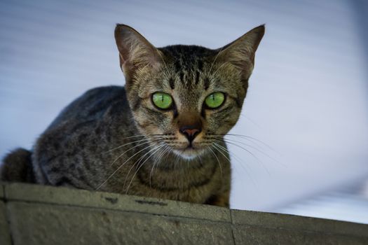 Brown-green cats, green eyes looking