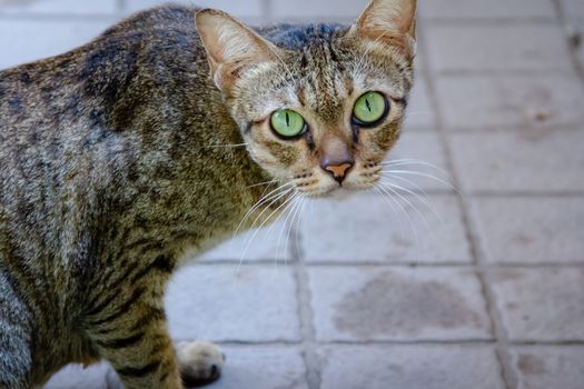 Brown-green cats, green eyes looking