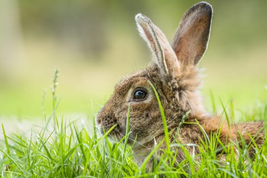 Brown rabbit hiding in green grass in the spring looking cute with fluffy tall ears