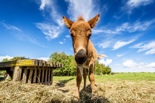 Cute mule standing in a farm yard with hay in the summer under a blue sky