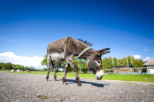 Donkey walking free around in a farm yard in the summer