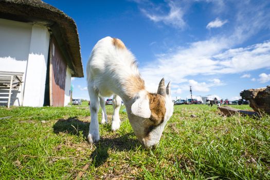 Goat eating grass at a farm in the summer with a beautiful blue sky in the background