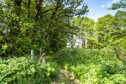 Green nature in the spring with colorful trees and a trail covered with grass