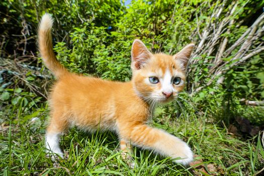 Orange kitten with blue eyes walking in a green garden in the summertime