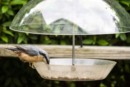 Nuthatch bird on a feeding board with seeds in a garden in the summer