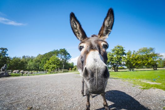 Funny donkey close-up standing on a road in a rural environment