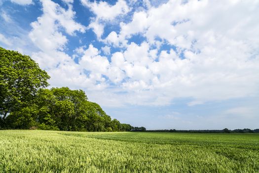 Landscape with fields of grain in the summer with trees and white clouds on a blue sky